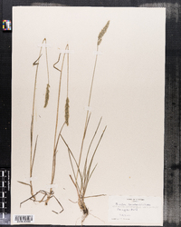 Trisetum spicatum image