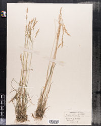 Trisetum spicatum image