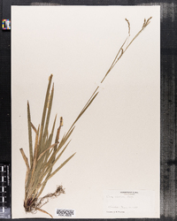 Carex arctata image