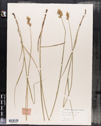 Image of Carex bicknellii