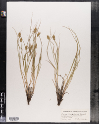 Carex crawfordii image