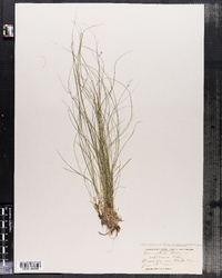 Carex atlantica ssp. capillacea image