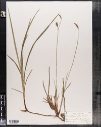 Carex polymorpha image