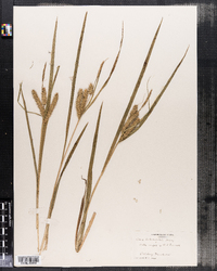 Carex schweinitzii image