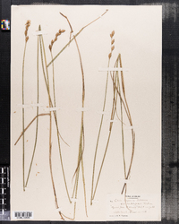 Carex scoparia var. moniliformis image
