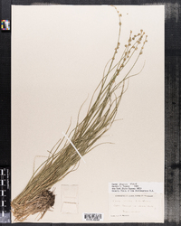 Carex seorsa image
