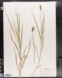 Carex tribuloides image