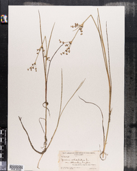 Juncus articulatus image