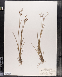 Juncus brachycephalus image