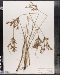 Juncus tenuis var. anthelatus image