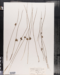 Juncus filiformis image