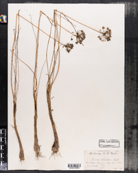 Image of Allium stellatum