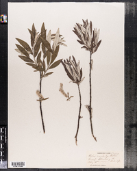 Image of Salix candida