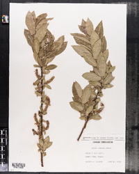 Image of Salix cordata