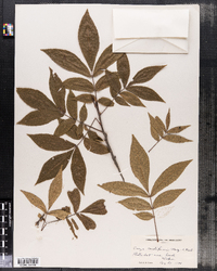 Carya cordiformis image