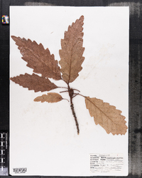 Quercus prinus image