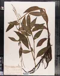 Image of Polygonum robustius