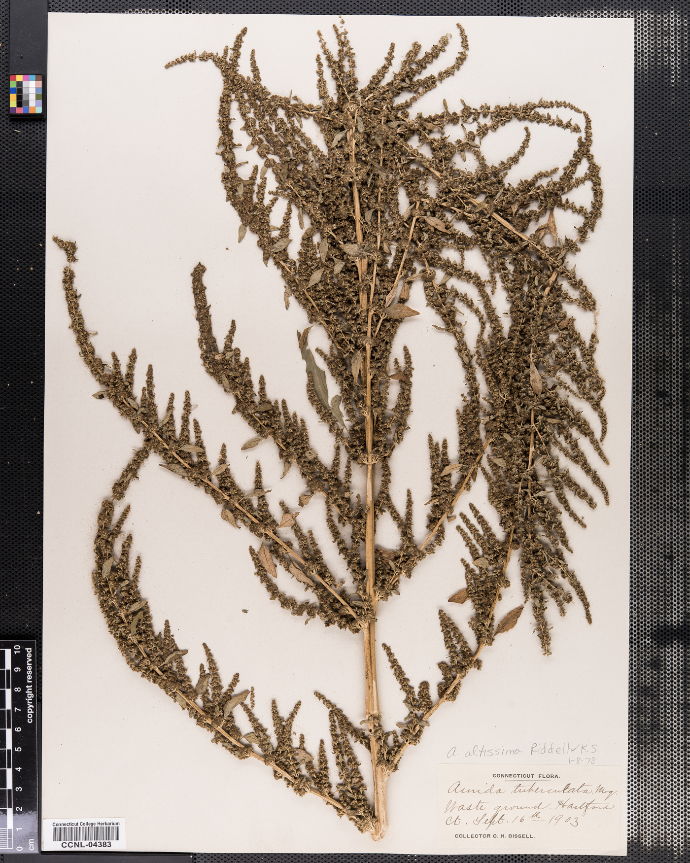 Amaranthus tuberculatus image