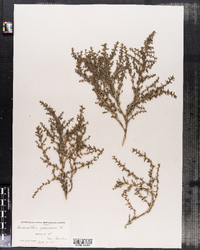 Amaranthus graecizans image