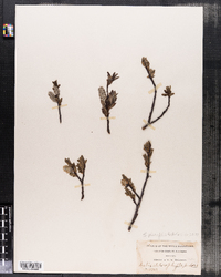 Salix planifolia ssp. planifolia image