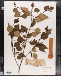 Betula pendula image