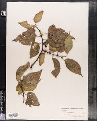 Celtis occidentalis image