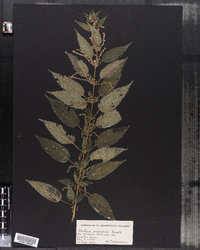 Urtica dioica ssp. gracilis image