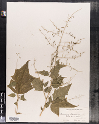 Chenopodium hybridum image