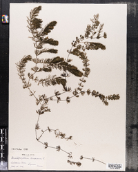 Ceratophyllum demersum image