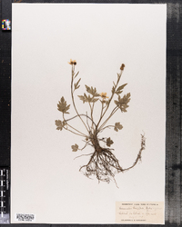 Ranunculus hispidus var. falsus image