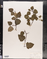 Crataegus modesta image