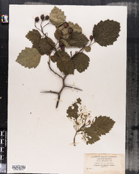 Crataegus canadensis image