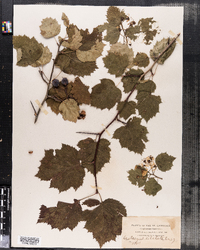 Image of Crataegus dilatata