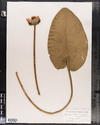 Image of Nymphozanthus variegatus