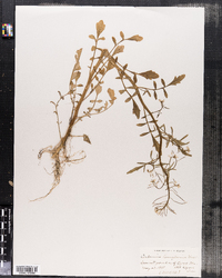 Cardamine pensylvanica image