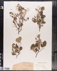 Amelanchier stolonifera image