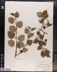 Crataegus flabellata image