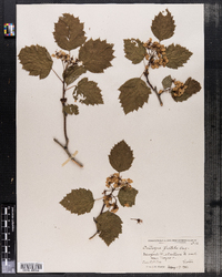 Crataegus macrosperma image