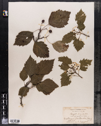 Crataegus macrosperma image