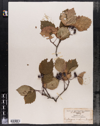 Crataegus haemacarpa image