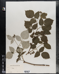 Image of Rubus idaeus