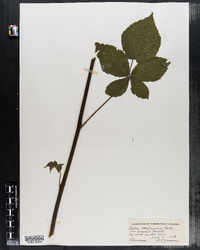 Image of Rubus alleghaniensis