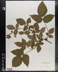 Rubus argutus image