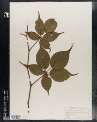 Rubus canadensis image