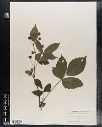 Rubus canadensis image