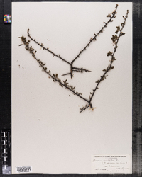 Prunus domestica var. insititia image