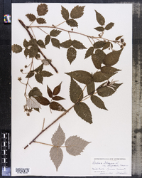 Rubus idaeus var. strigosus image