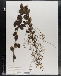 Desmodium obtusum image