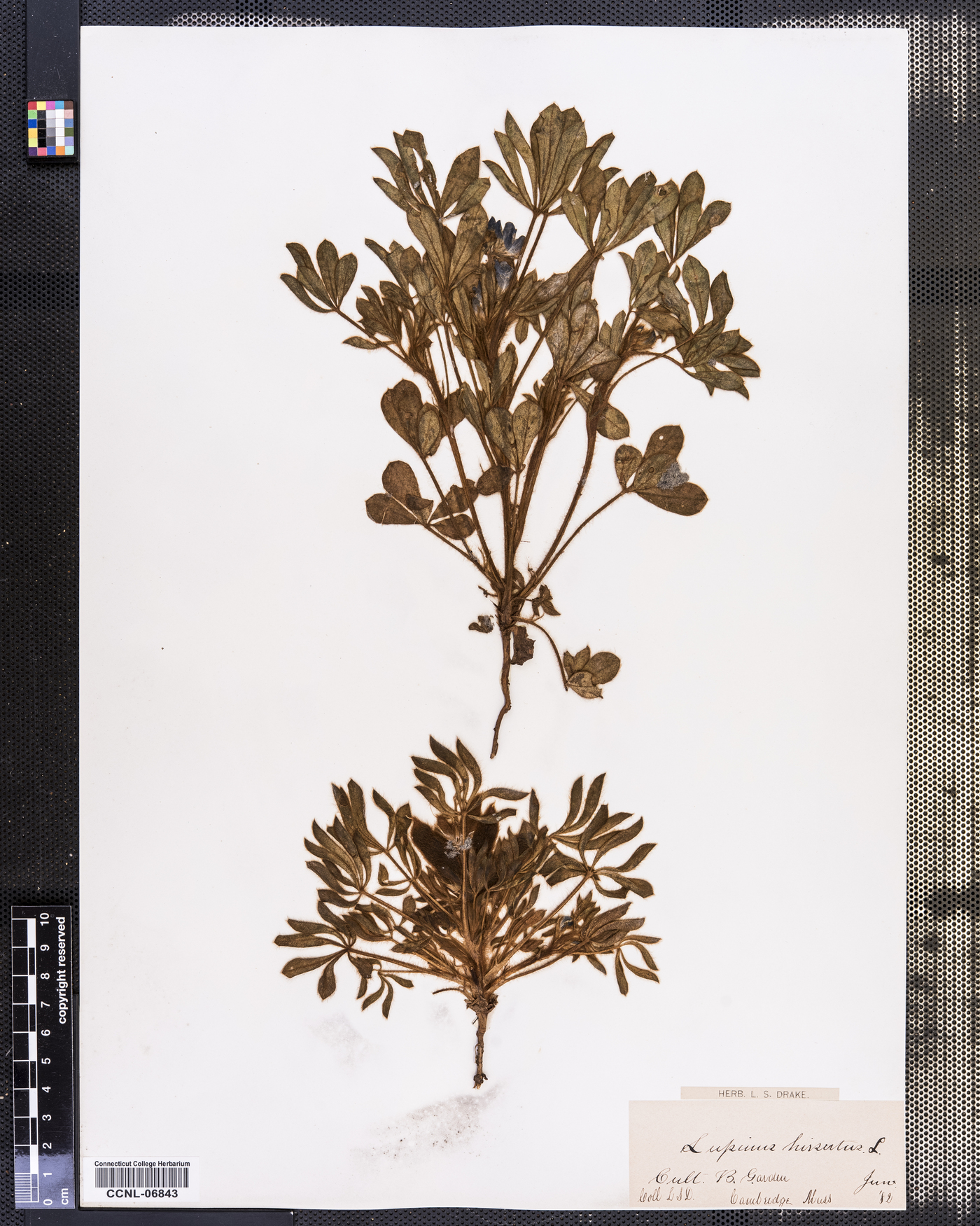 Lupinus bicolor ssp. bicolor image