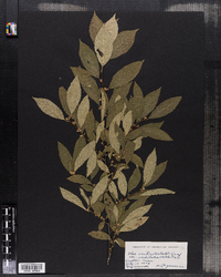 Ilex verticillata var. padifolia image